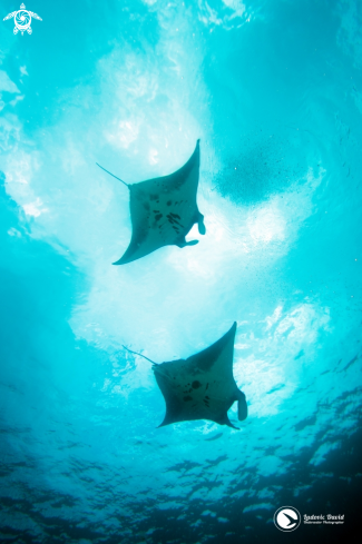 A Reef Manta