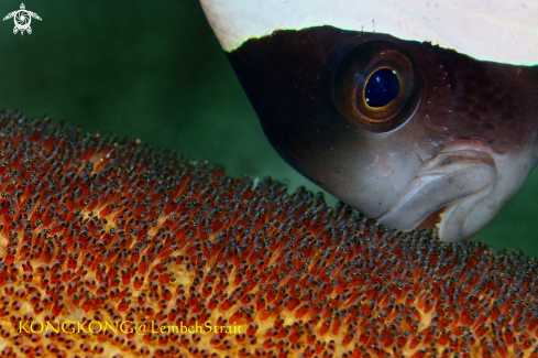 A Saddleback Anemonefish 