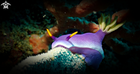 A Hypselodoris bullocki