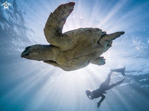 A Loggerhead Turtle 