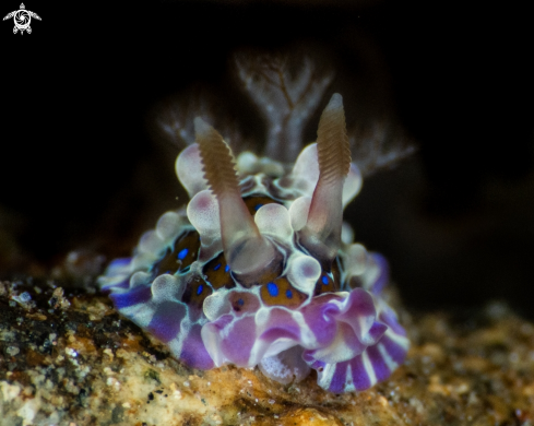 A Dendrodoris denisoni