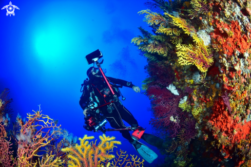 A underwater photographer