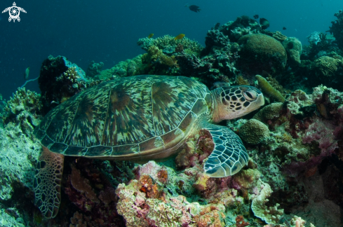 A Chelonia mydas | Green turtle