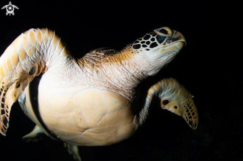 A Green turtle