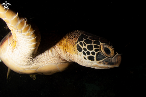 A Chelonia mydas | Green turtle