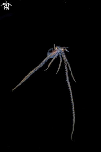 A The wonderpus octopus (Wunderpus photogenicus)  | wonderpus