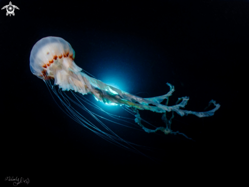 A jellyfish 