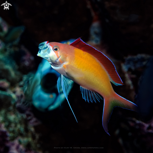 A Anthias