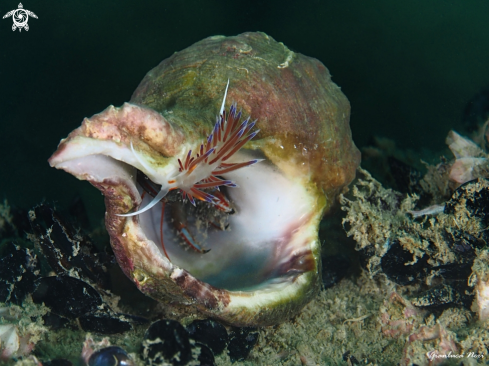 A Cratena peregrina and Pagurus anachoretus | Cratena