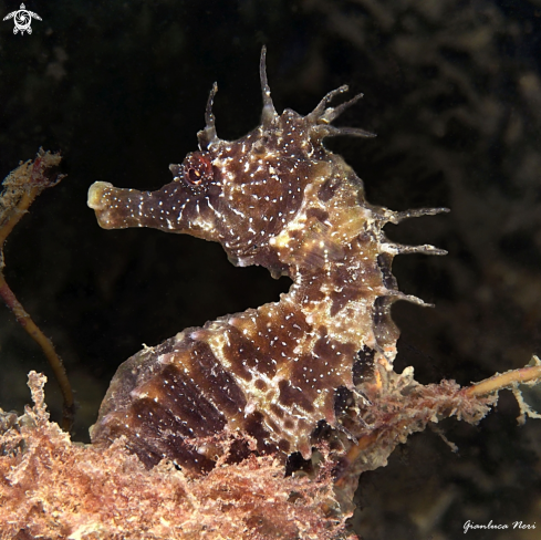 A Hippocampus hippocampus | Ippocampo camuso