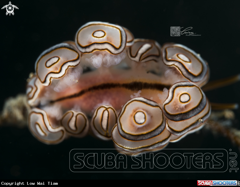 A Donut Nudibranch