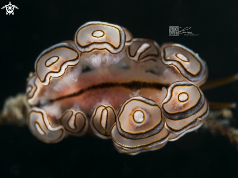 A Doto greenamyeri | Donut Nudibranch