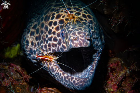 A Gymnothorax favagineus & Lysmata amboinensis | Laced moray