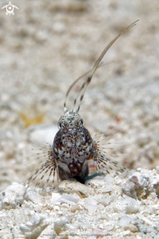 A Shrimp-Gobi