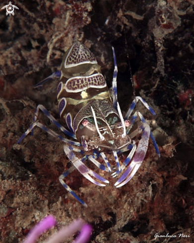 A Periclimenes amethysteus | Gamberetto fantasma