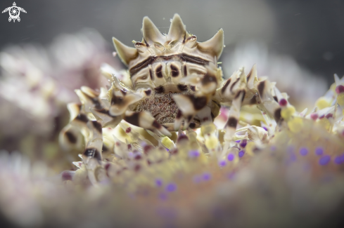 A Zebrida adamsii | zebra crabs