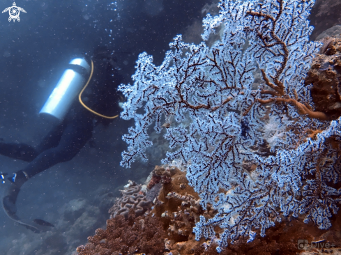 A sea fan coral