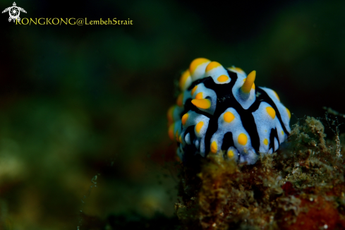 A Nudibranch