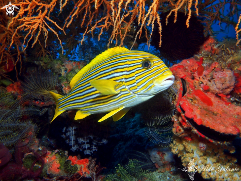 A Plectorhinchus polytaenia (Bleeker, 1853) | Ribboned Sweetlips 