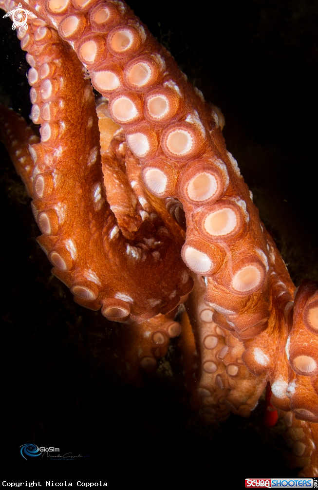 A Octopus macropus