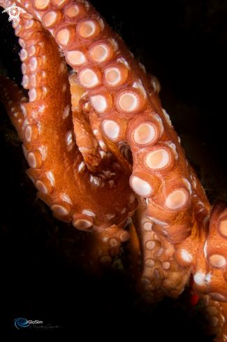 A Octopus macropus