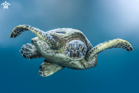 A Green sea Turtle