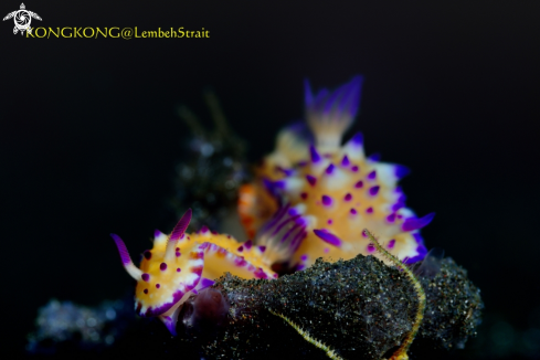 A Nudibranches