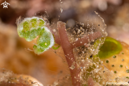 A Algae Shrimp