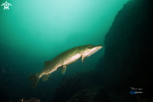 A pike profile