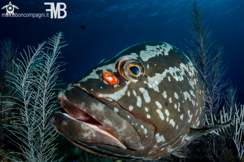 A Nassau grouper