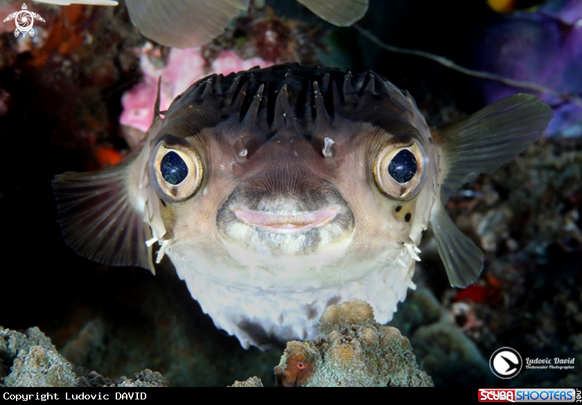 A Longspined Porcupinefish