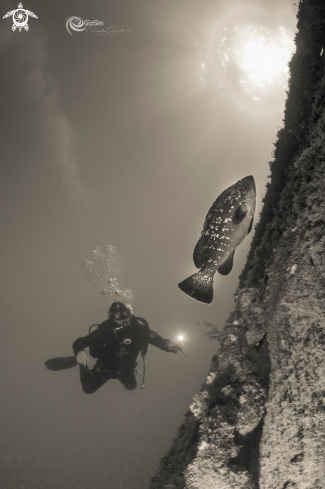 A  Brown grouper black & white