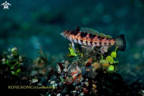 A Blackfin Sandperch