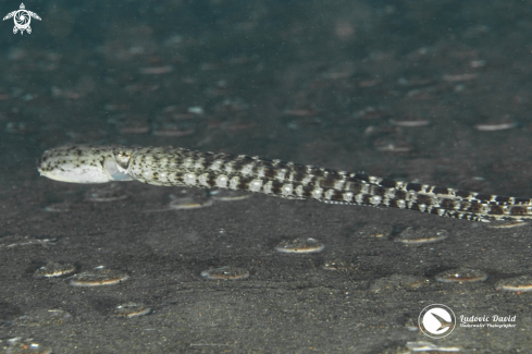 A Thaumoctopus mimicus | Mimic Octopus