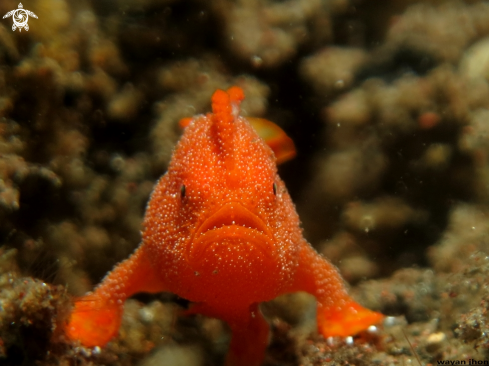 A Baby Frogfish