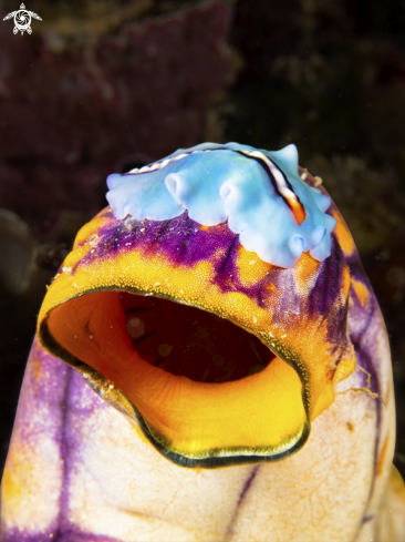 A orange tipped flatworm