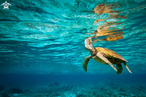 A Green Sea Turtle 