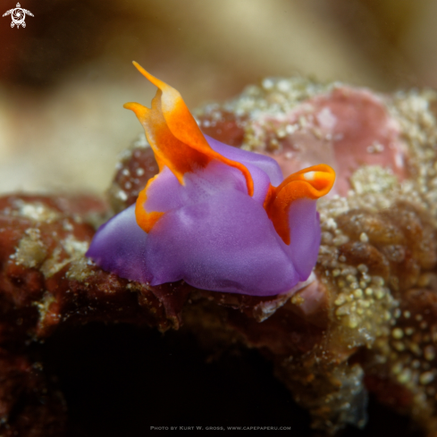 A Sagaminopteron ornatem | Head-shielded slug