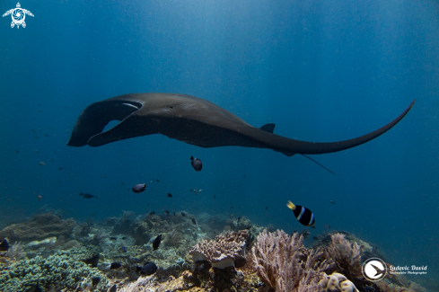 A Reef Manta