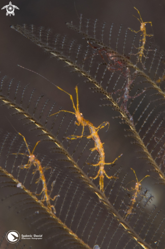 A Skeleton Shrimp