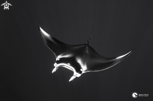 A Reef Manta