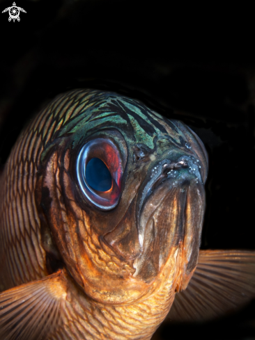 A shadowfin soldierfish