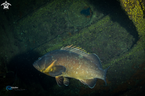 A Brown grouper