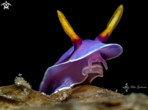 A Hypselodoris  | Nudibranch