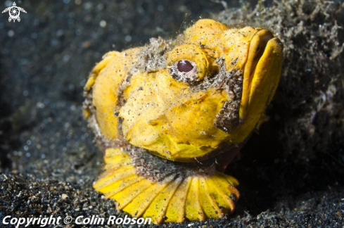 A reef fish