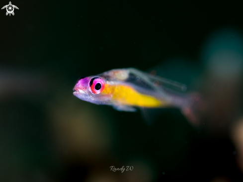 A Bryaninops Natan | Pink eye goby