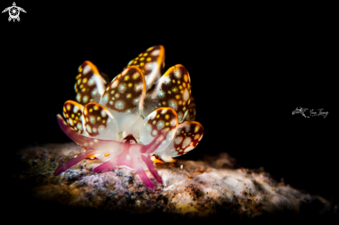 A Cyerce Kikutarobabai | Nudibranch