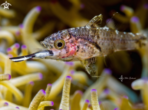 A Juvenile Fish