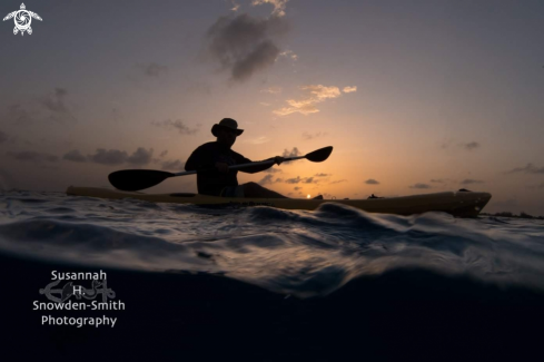 A Chelonia mydas  | Sunset Split Shot