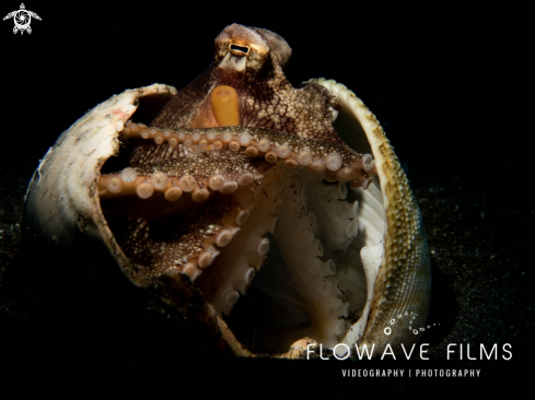 A Coconut Octopus